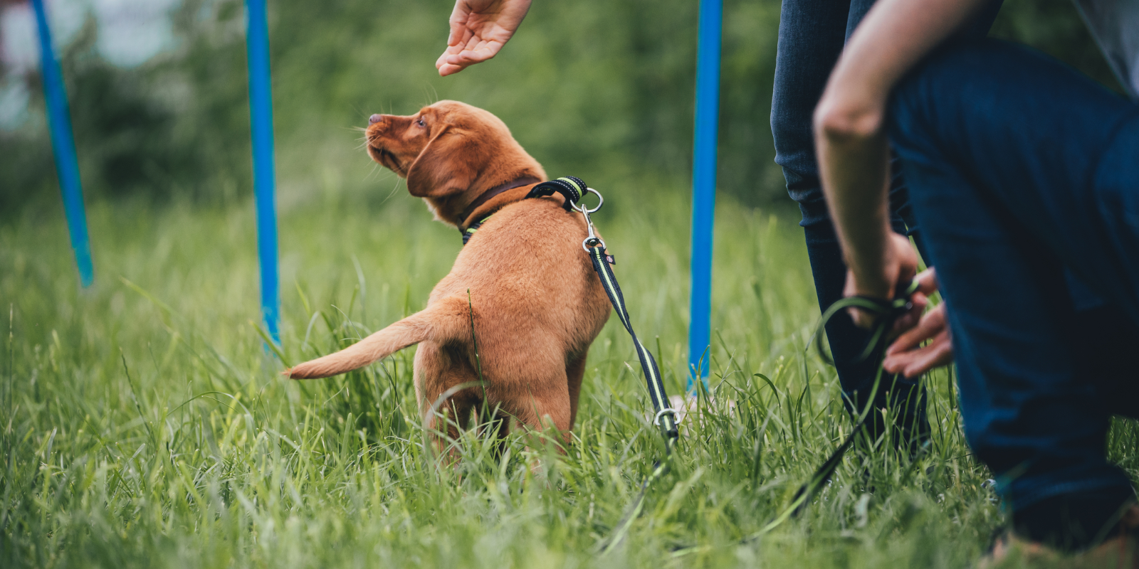 Dog Behaviour