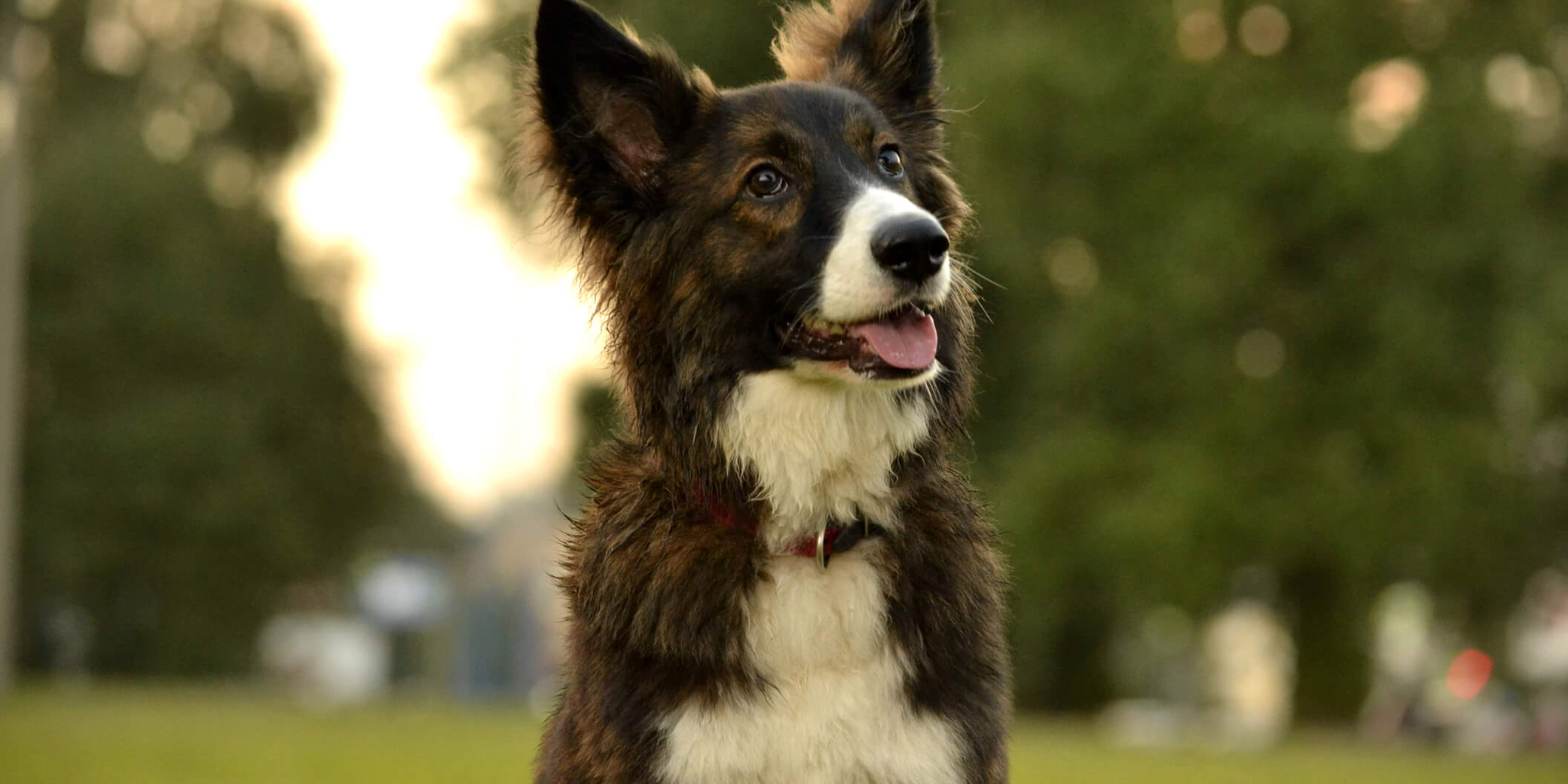 Welcome to Dog Behaviour Specialists