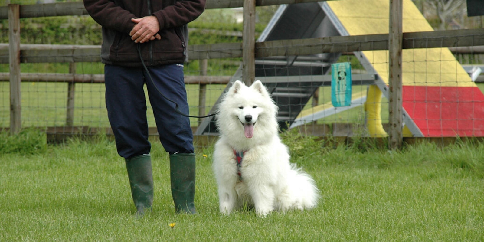 Colin's Dog Behaviour & Training Services