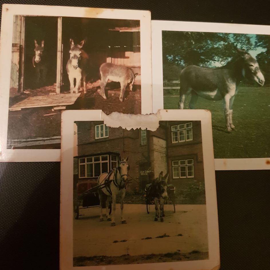 Three pictures of different horses in stables, outside a house with a cart and one in a field.