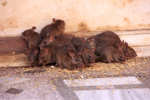 rats eating through wall insulation
