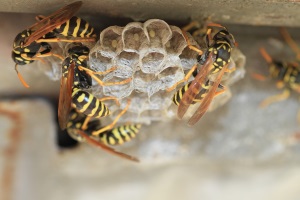 wasps making nest
