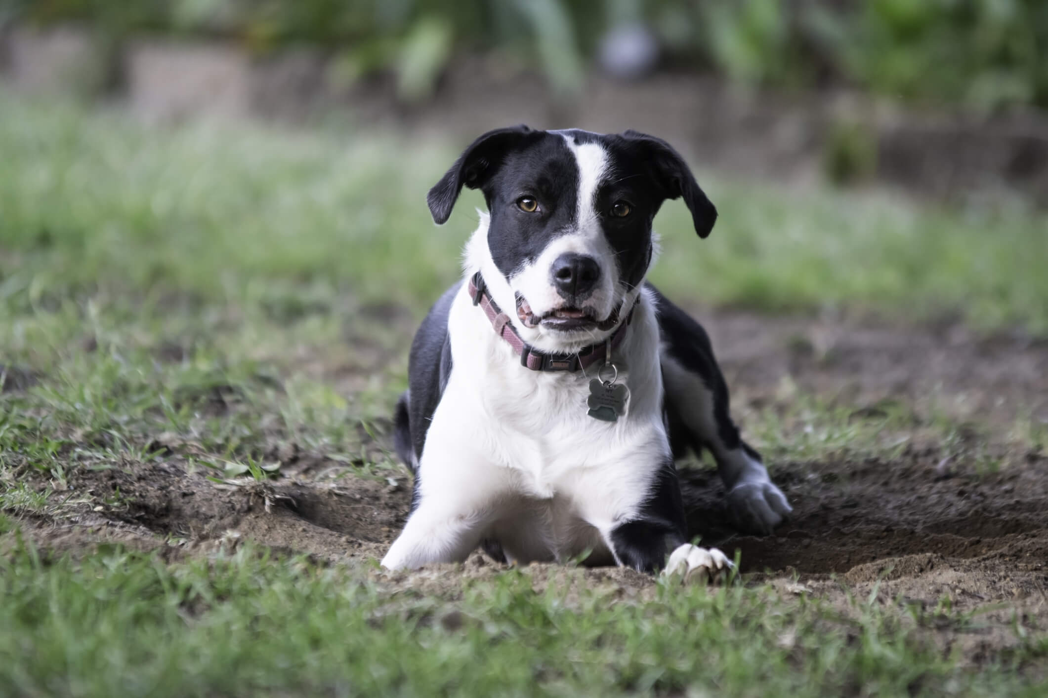dog laying in mud