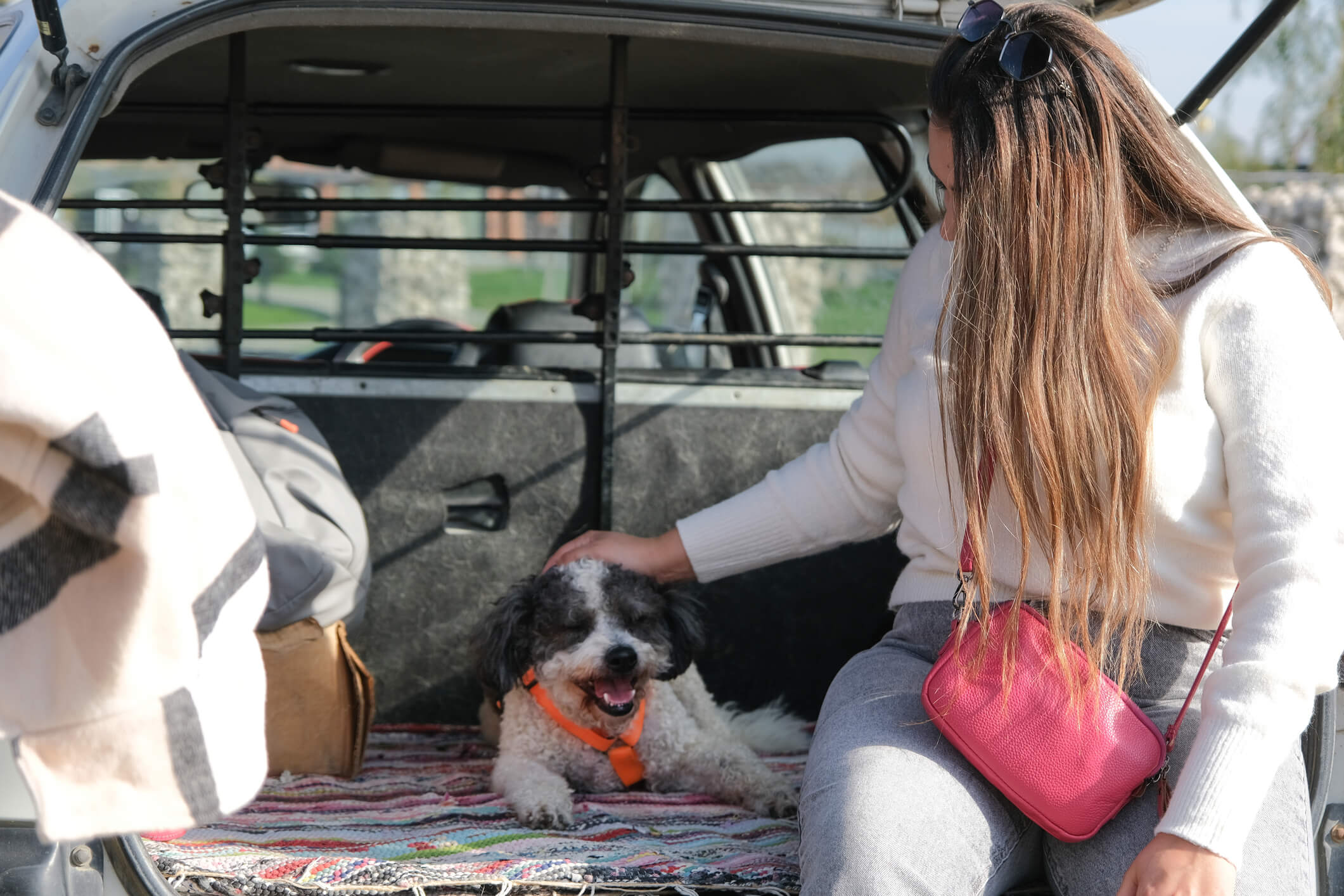 dog in back of car