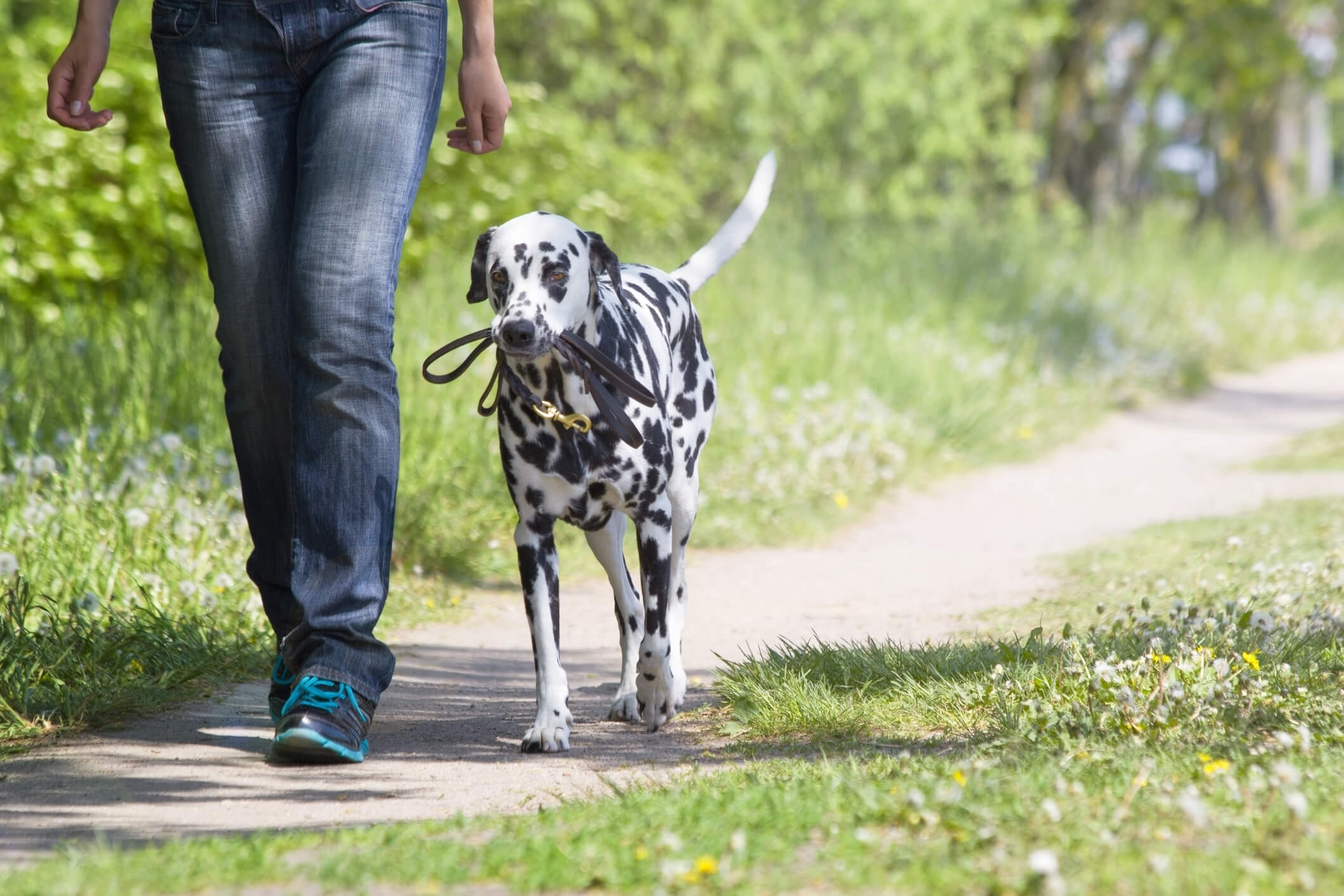 dog walking with owner