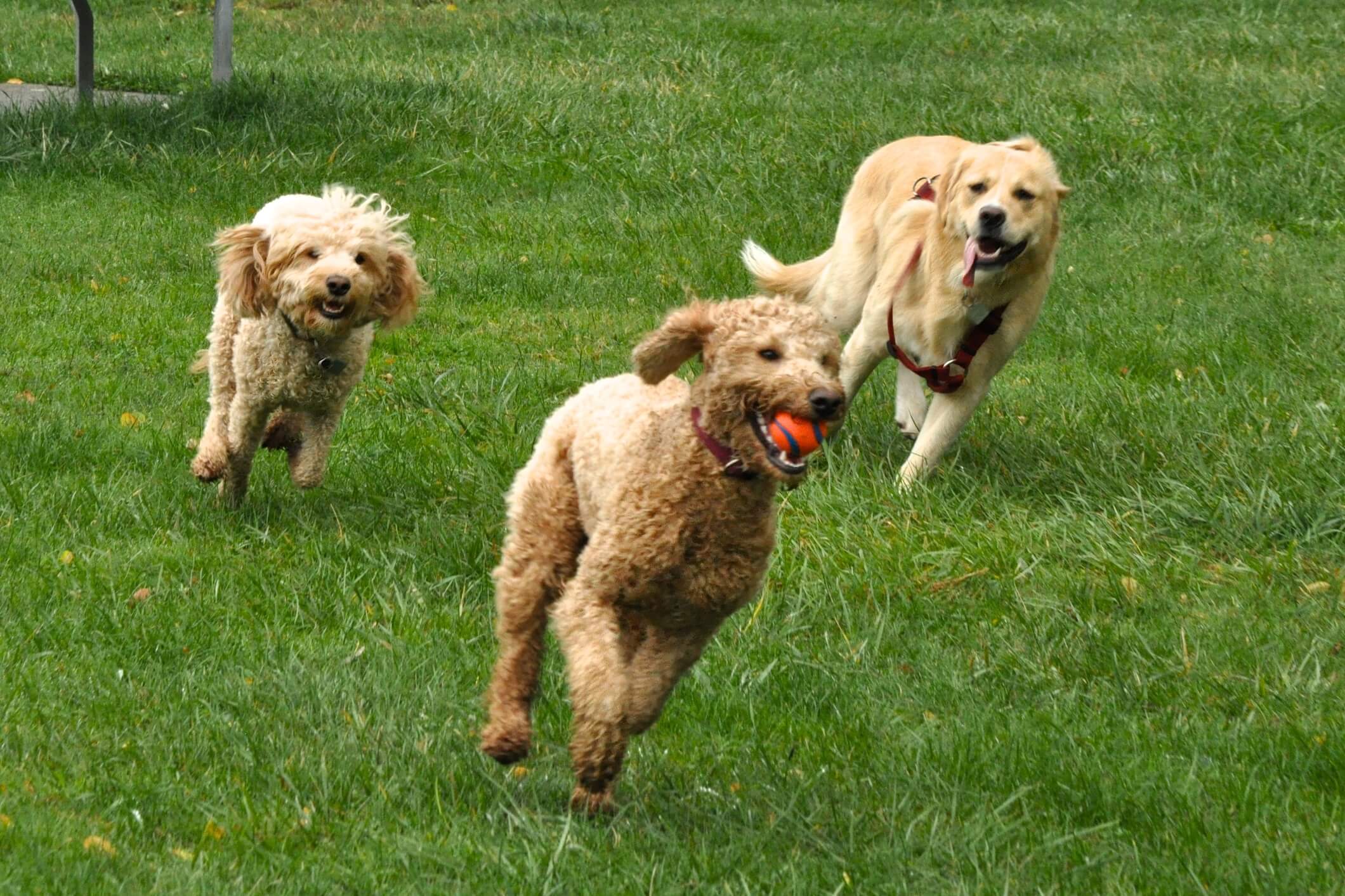 Dogs running through a park together