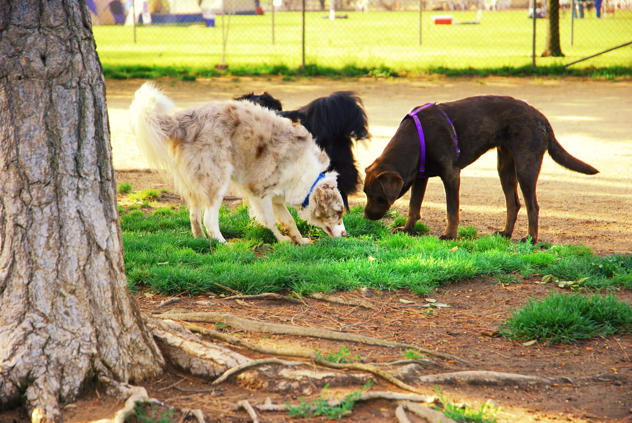 Dogs around each other at a dog park