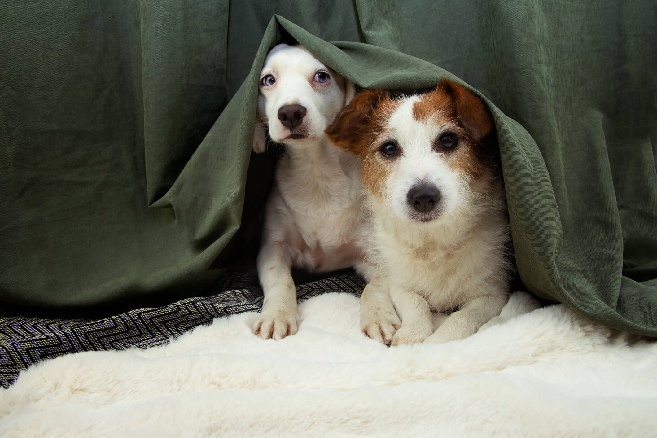 Dogs under blanket