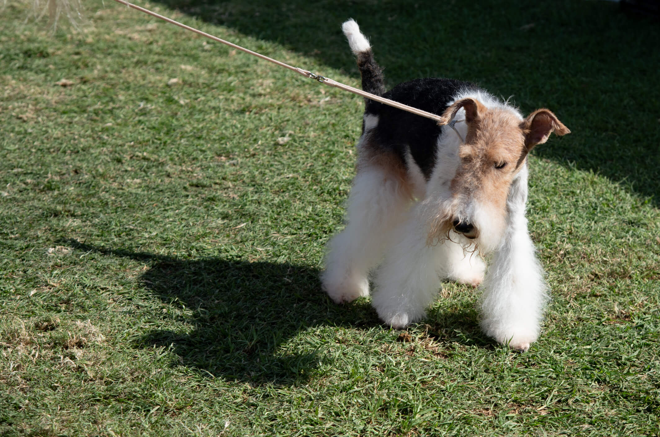 dog going for  walk with owener