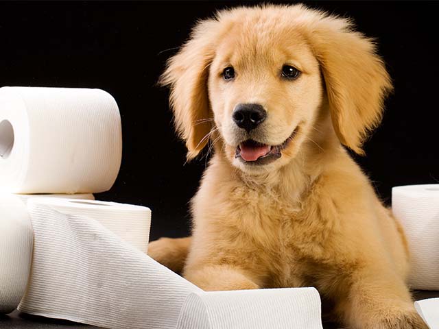 Puppy with loo roll