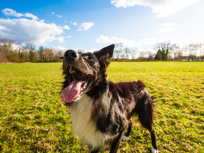 Closeup portrait of playful purebred border collie, keeps mouth open and showing big tongue