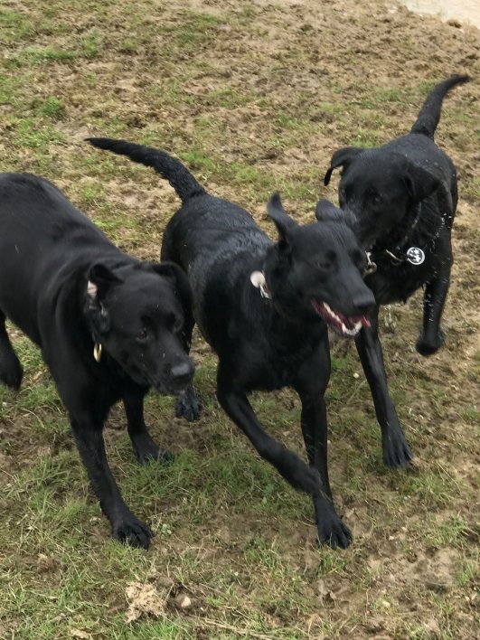 3 Black dogs in field