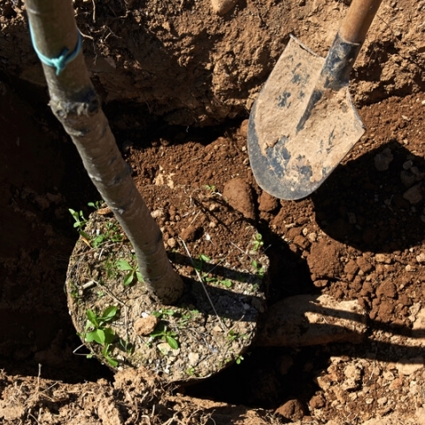 Tree Planting