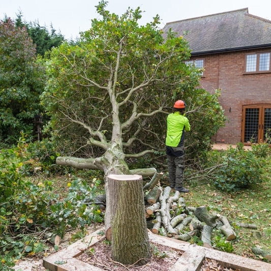 Tree Surgery