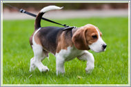 small puppy going for a walk on a lead