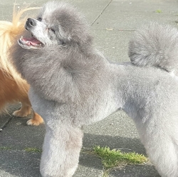 Poodle being groomed.