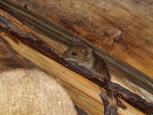 Mouse Nesting inside a wall