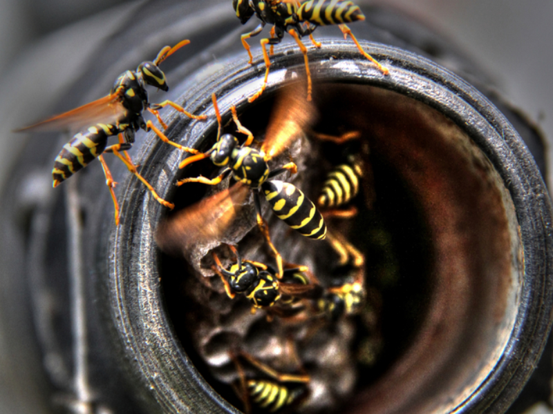 Wasps Nest