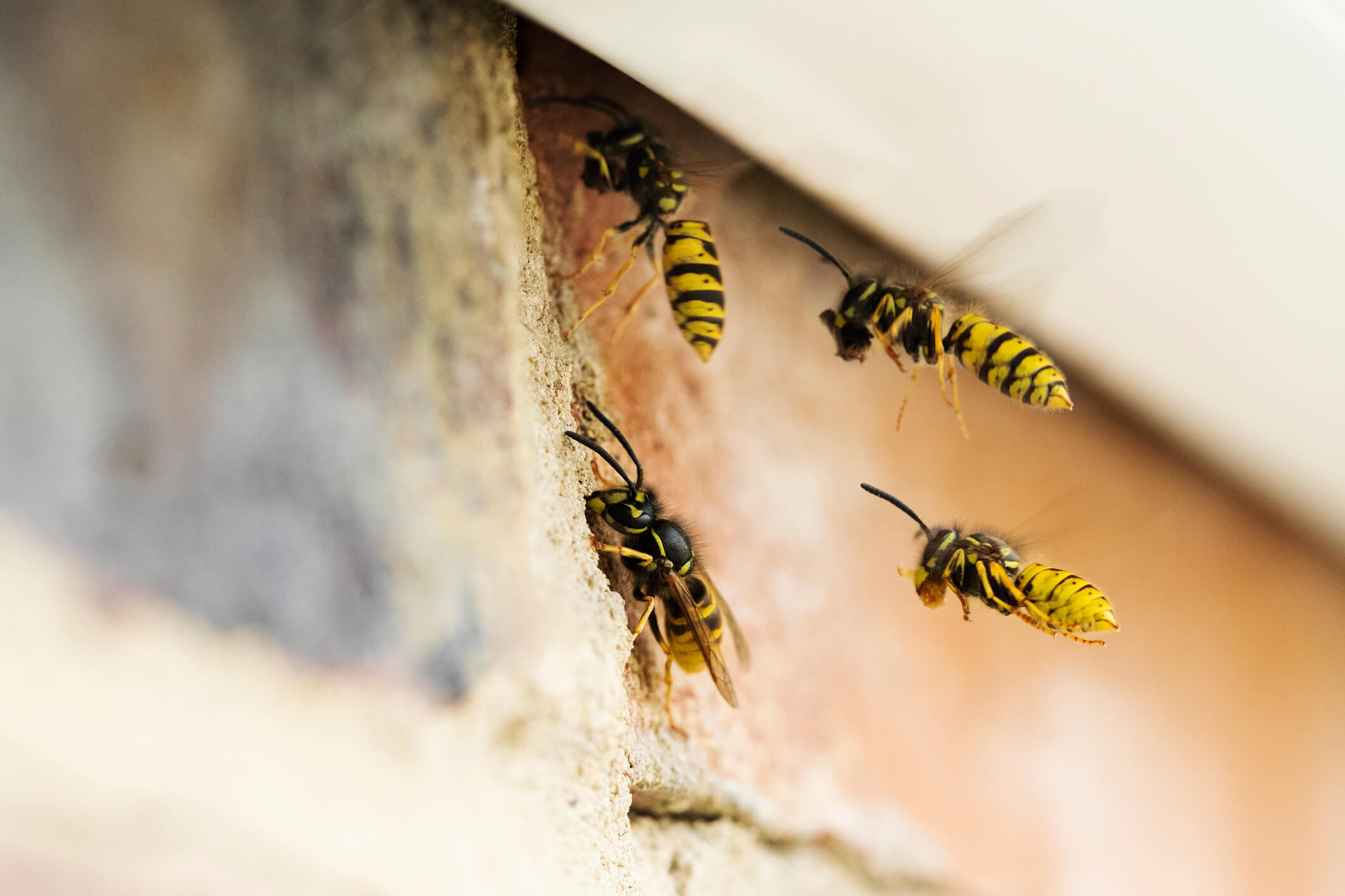 wasp pest control
