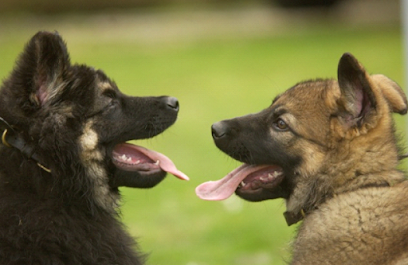 Puppy Training Dorset