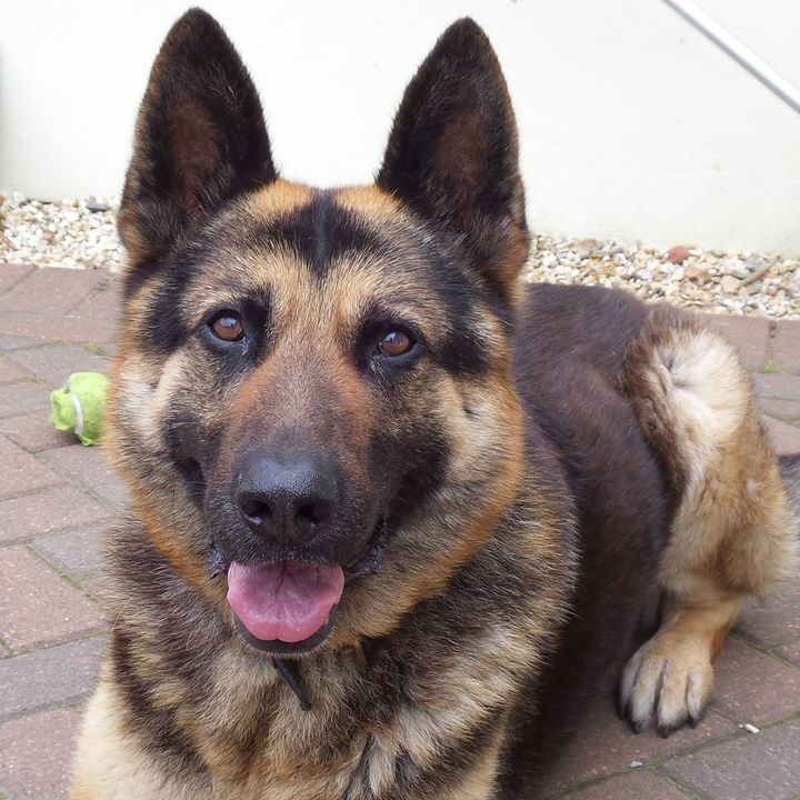 Dog Behaviour Specialists
