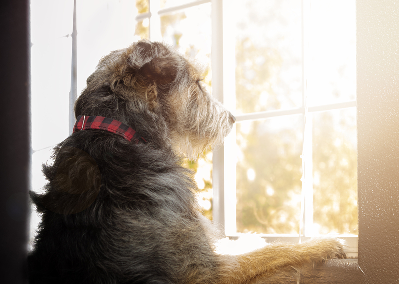 Sad lonely dog with separation anxiety looking out a window for owners to return home