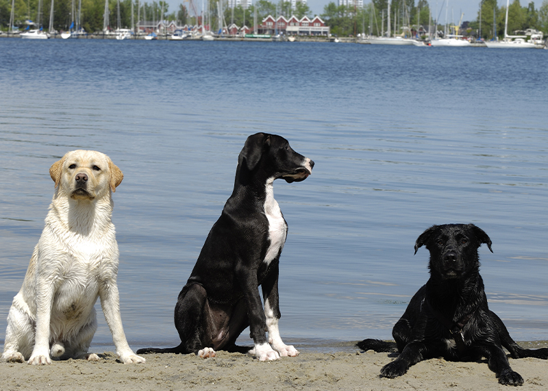 Three dogs at the beach