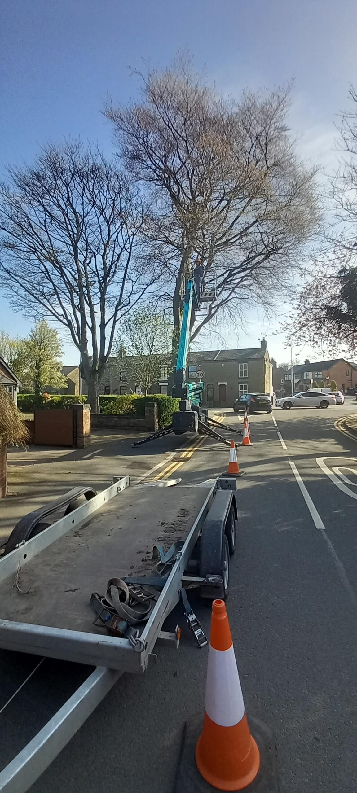 Tree work in progress