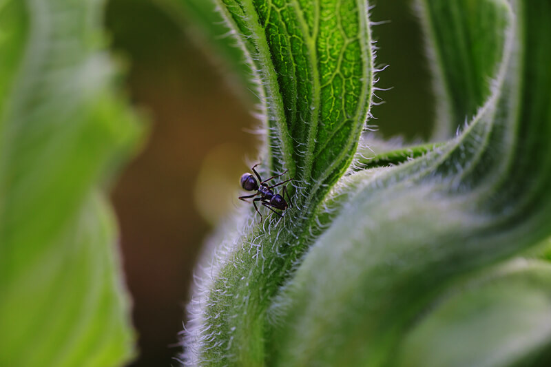 Ghost Ant Tapinoma melanoccephalum on a leaf