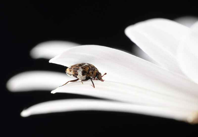 Carpet Beetle on a flower.