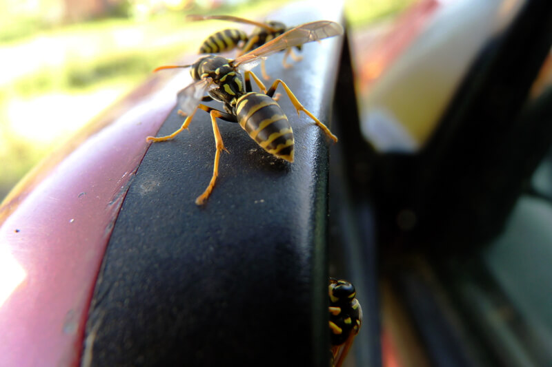 wasps on car wing mirror