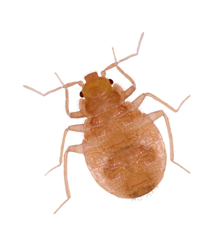 A Macro image of a bed bug.