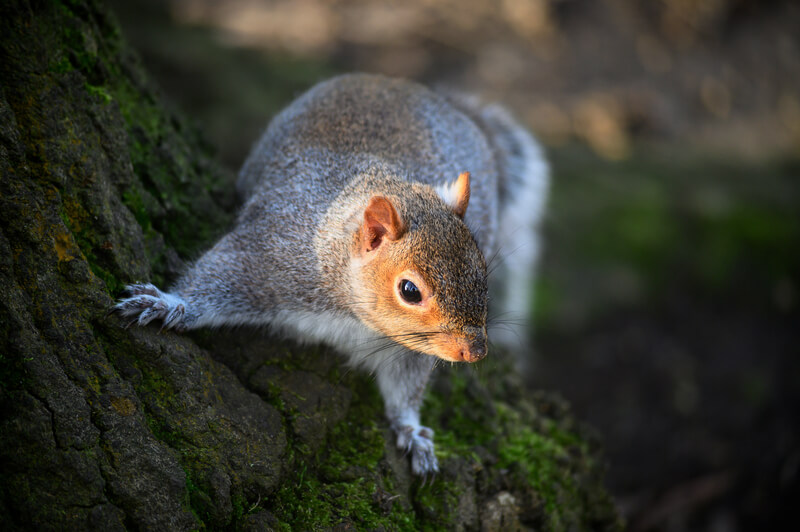 grey squirrel on tree trunk