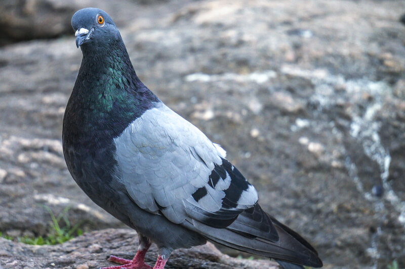 feral pigeon 