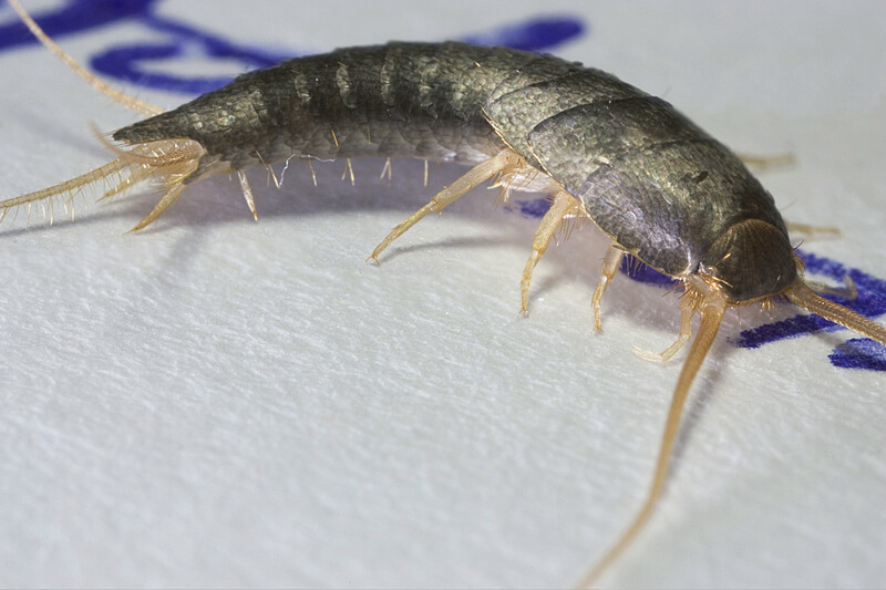 silverfish on white paper