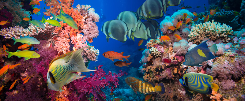 Tropical Fish and Coral Reef on Red Sea