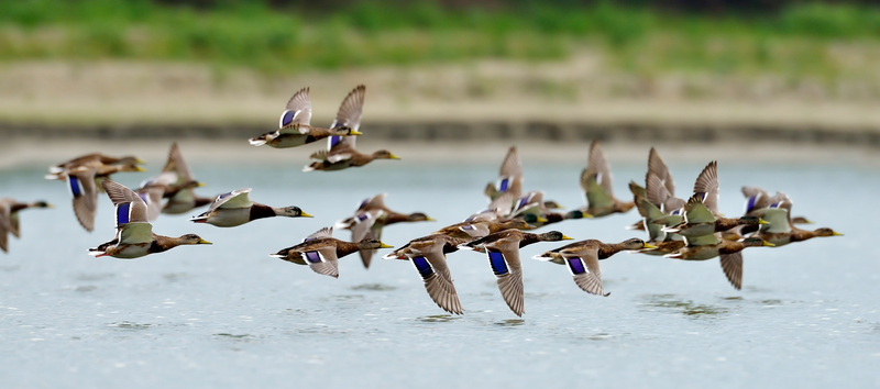 Wildfowl, Ducks flying across the Lake