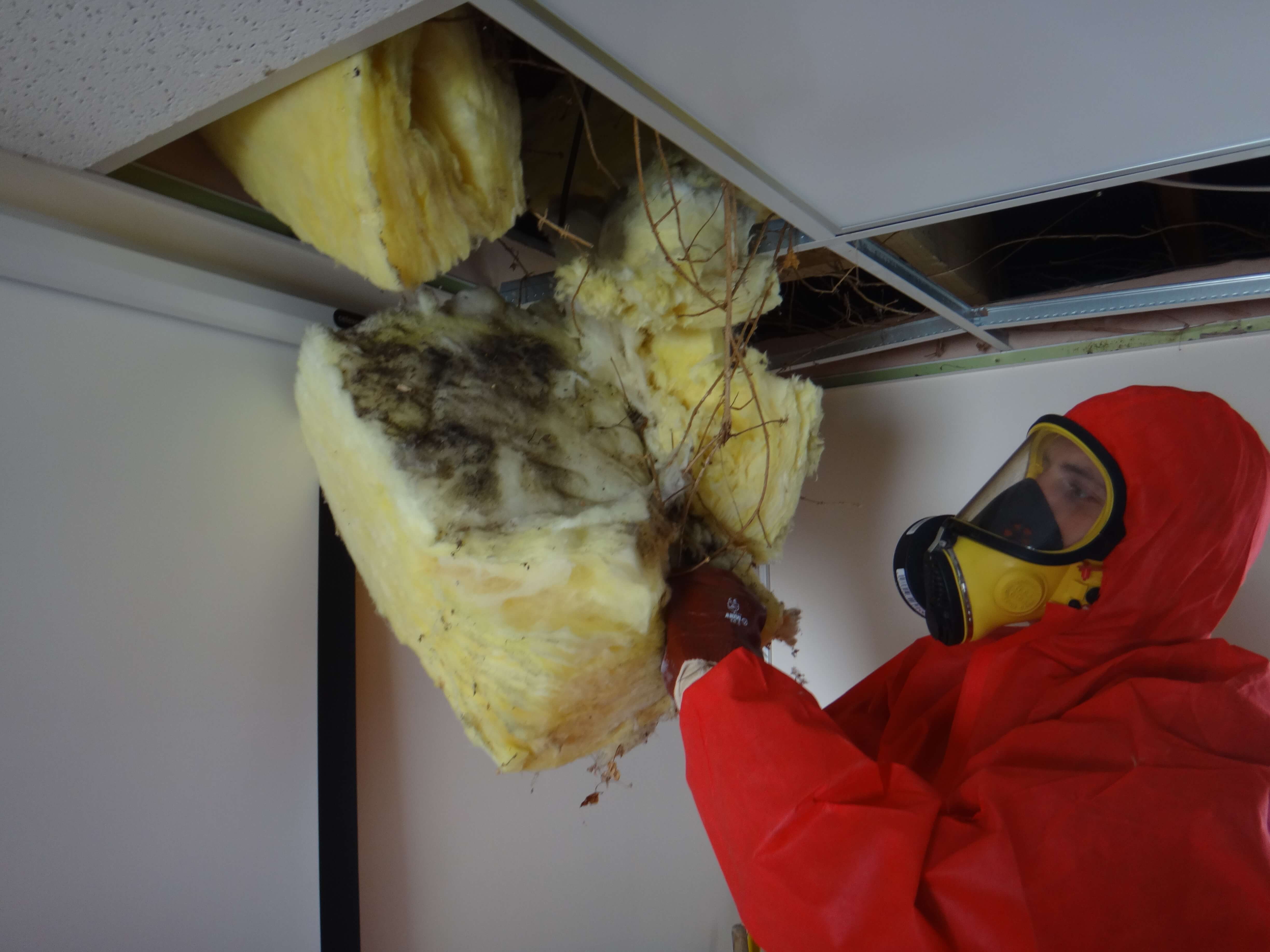 Person removing isulation from a roof that has been affected by mould