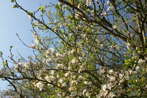 Blossom growing on a tree