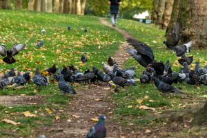 Pigeons fighting over food