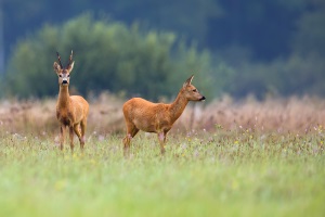 two deer in a field