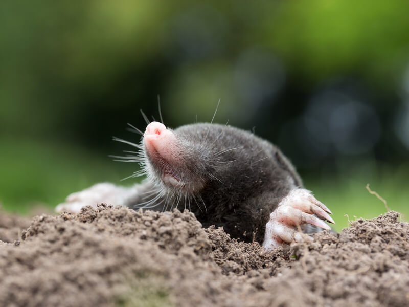 A mole in the garden