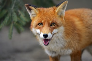 fox glaring