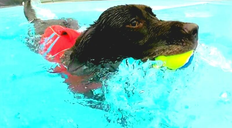 Dog playing in Water with tennis ball