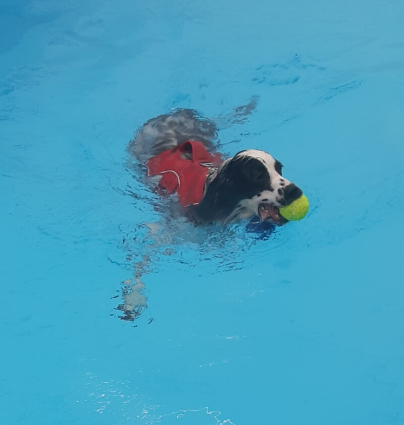 Dog playing in water with a tennis ball