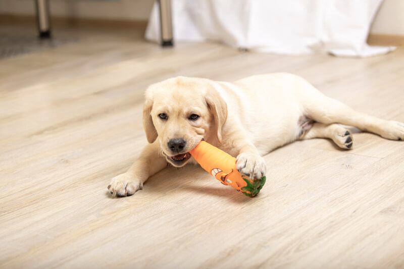 Labrador puppy at home playing with his toys