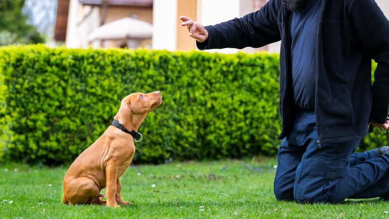Obedience training. Man training his vizsla puppy the Sit Command using treats