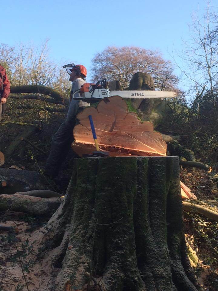 Tree that has been cut down.