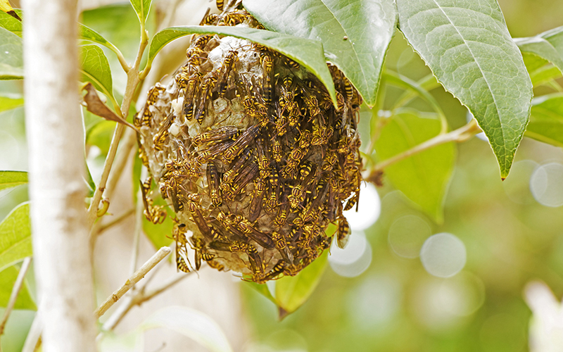 wasp nest in leaves