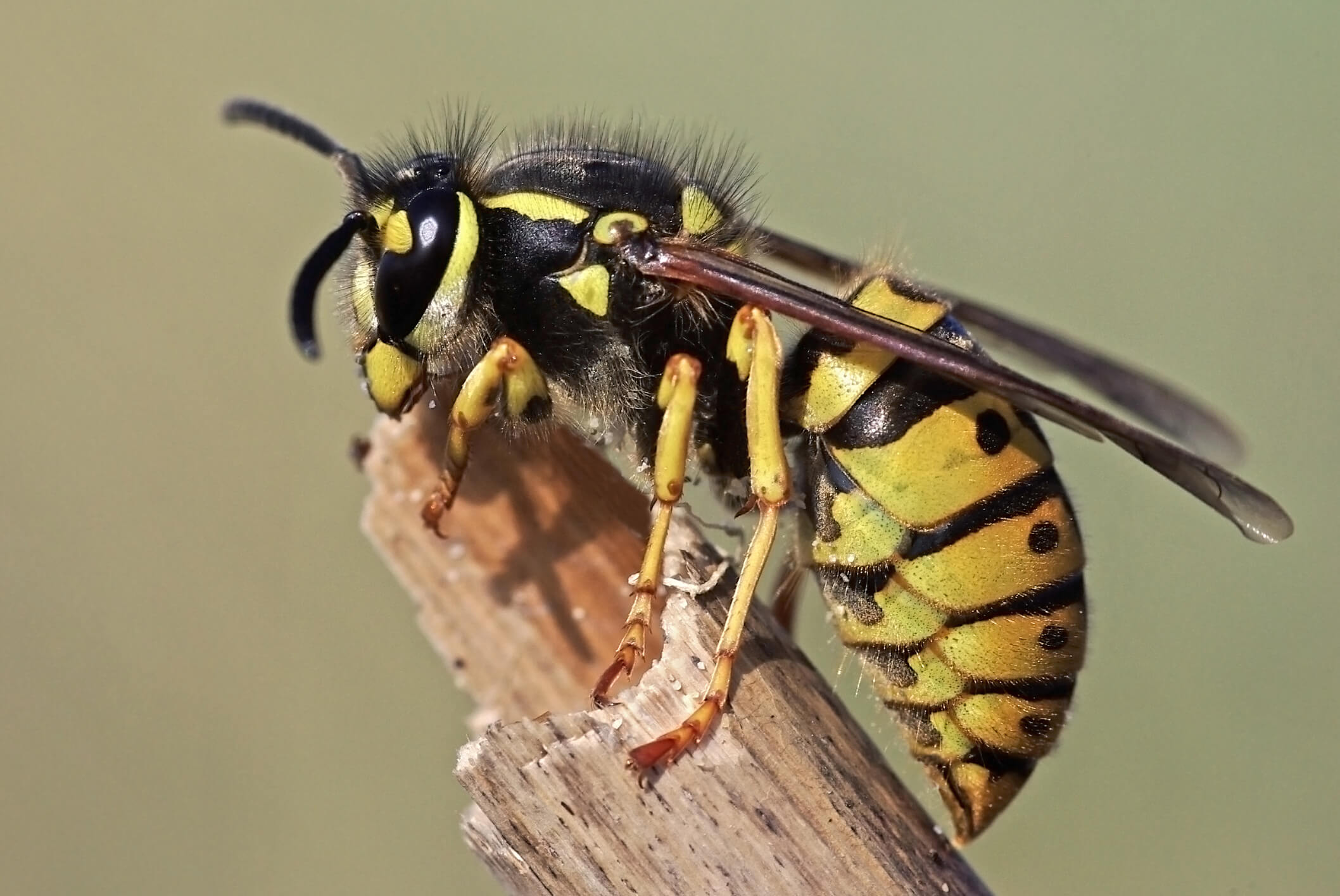Wasp Close Up